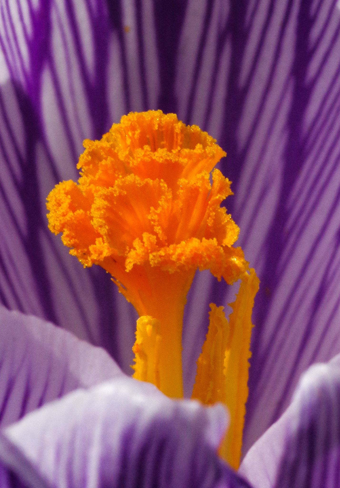 Pentax smc D-FA 100mm F2.8 Macro WR sample photo. Stigma photography