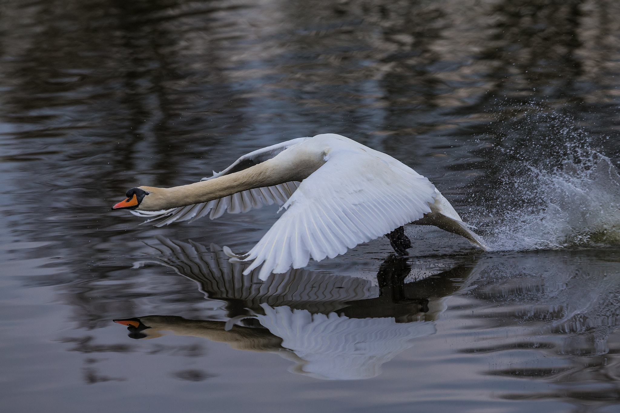 Canon EF 300mm F2.8L IS II USM sample photo. Swan... photography