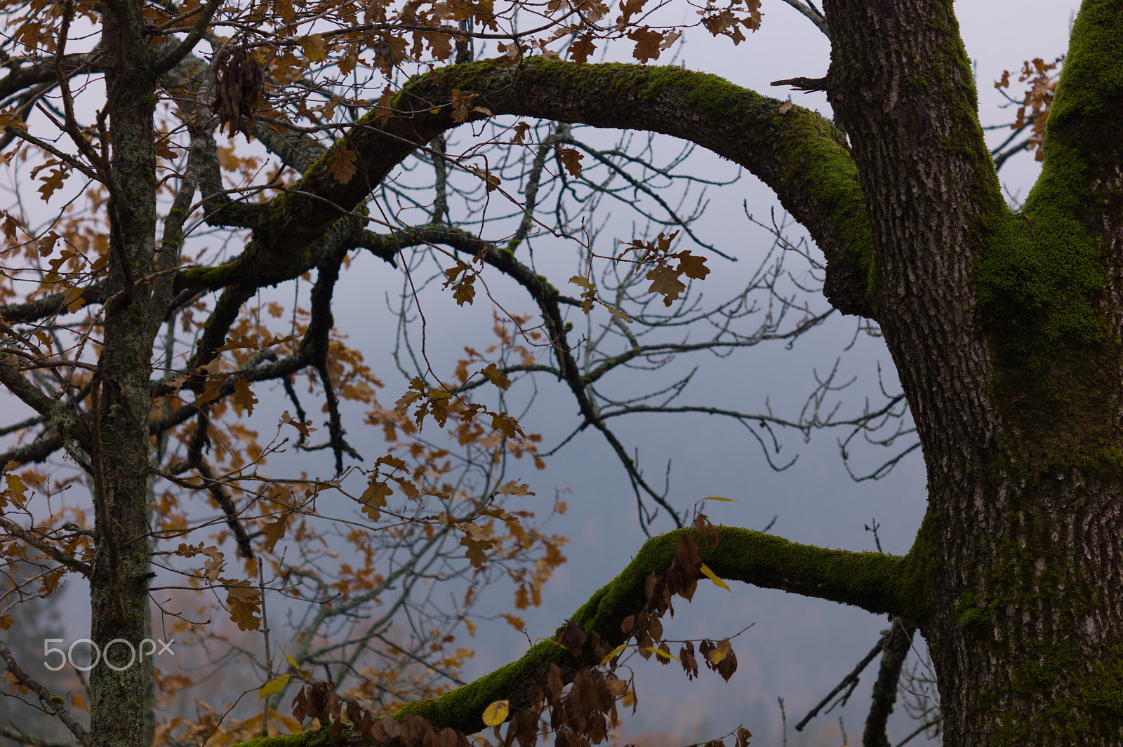 Summicron-M 50mm f/2 (III) sample photo. Tree photography