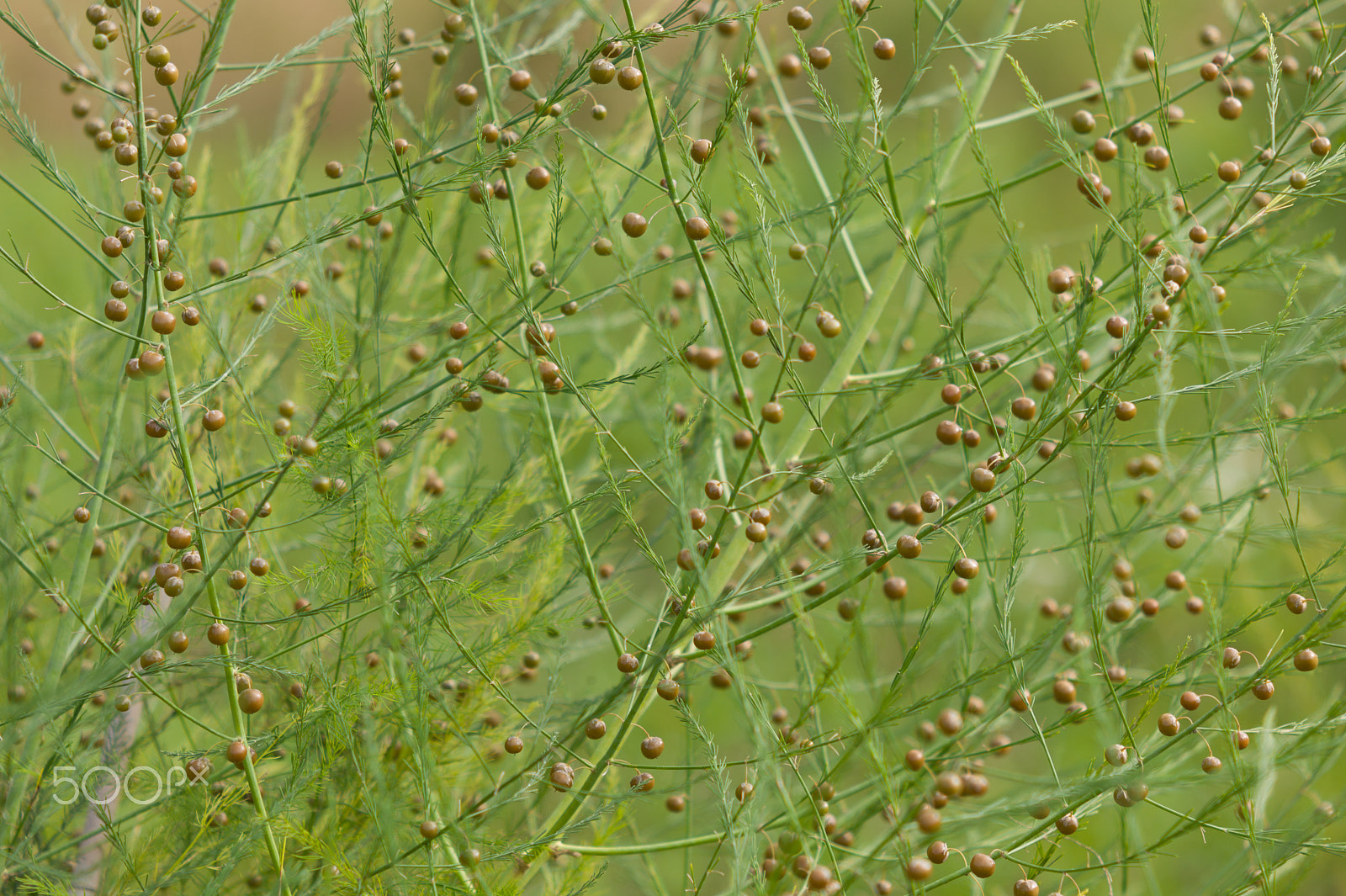 Tele-Elmar-M 135mm f/4 (II) sample photo. Asparagus seeds photography