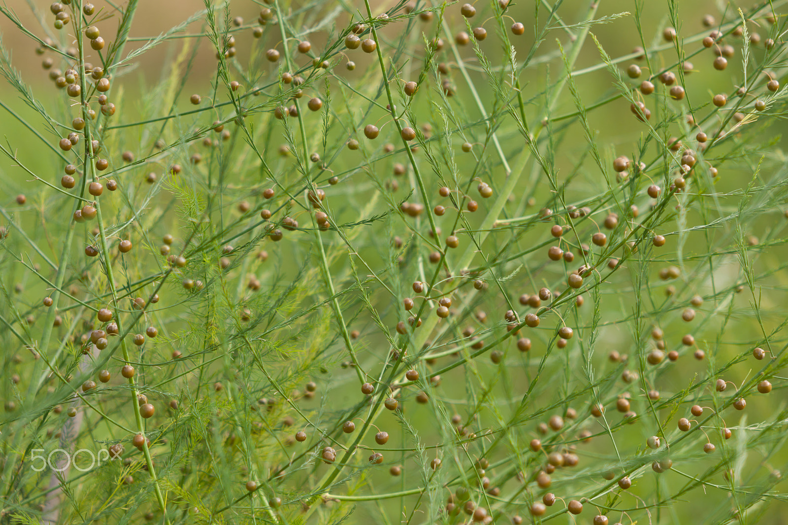 Leica M9 + Tele-Elmar-M 135mm f/4 (II) sample photo. Asparagus seeds photography