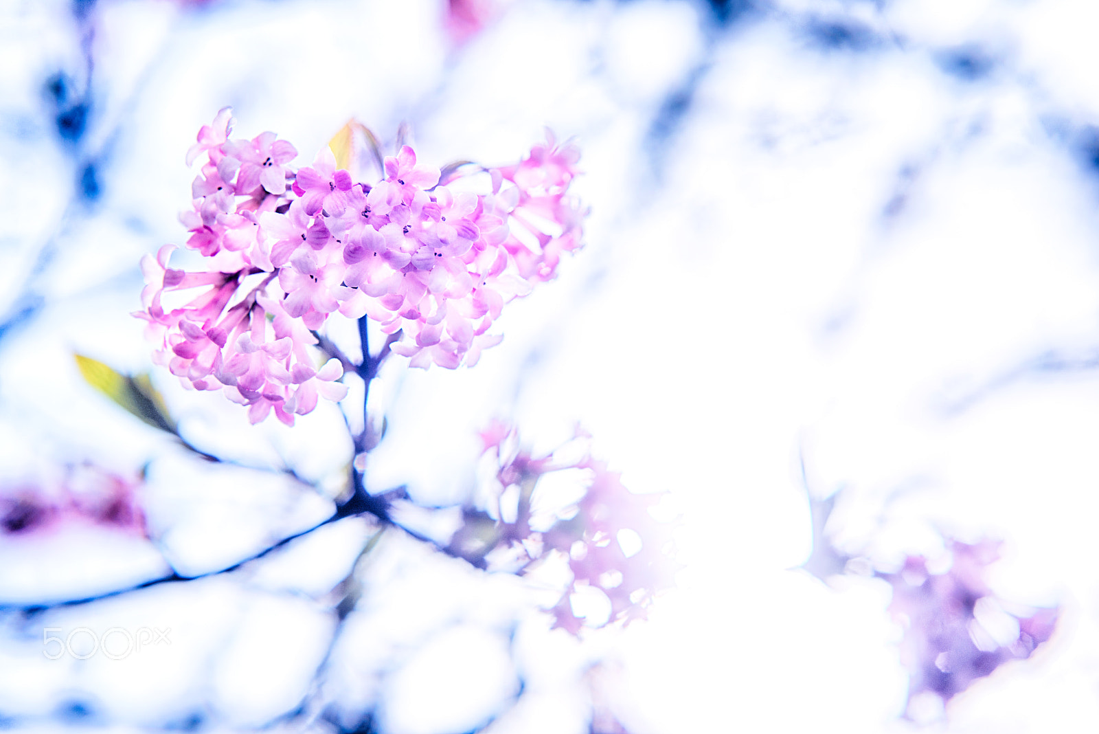 Nikon D800 sample photo. Blossoming season photography