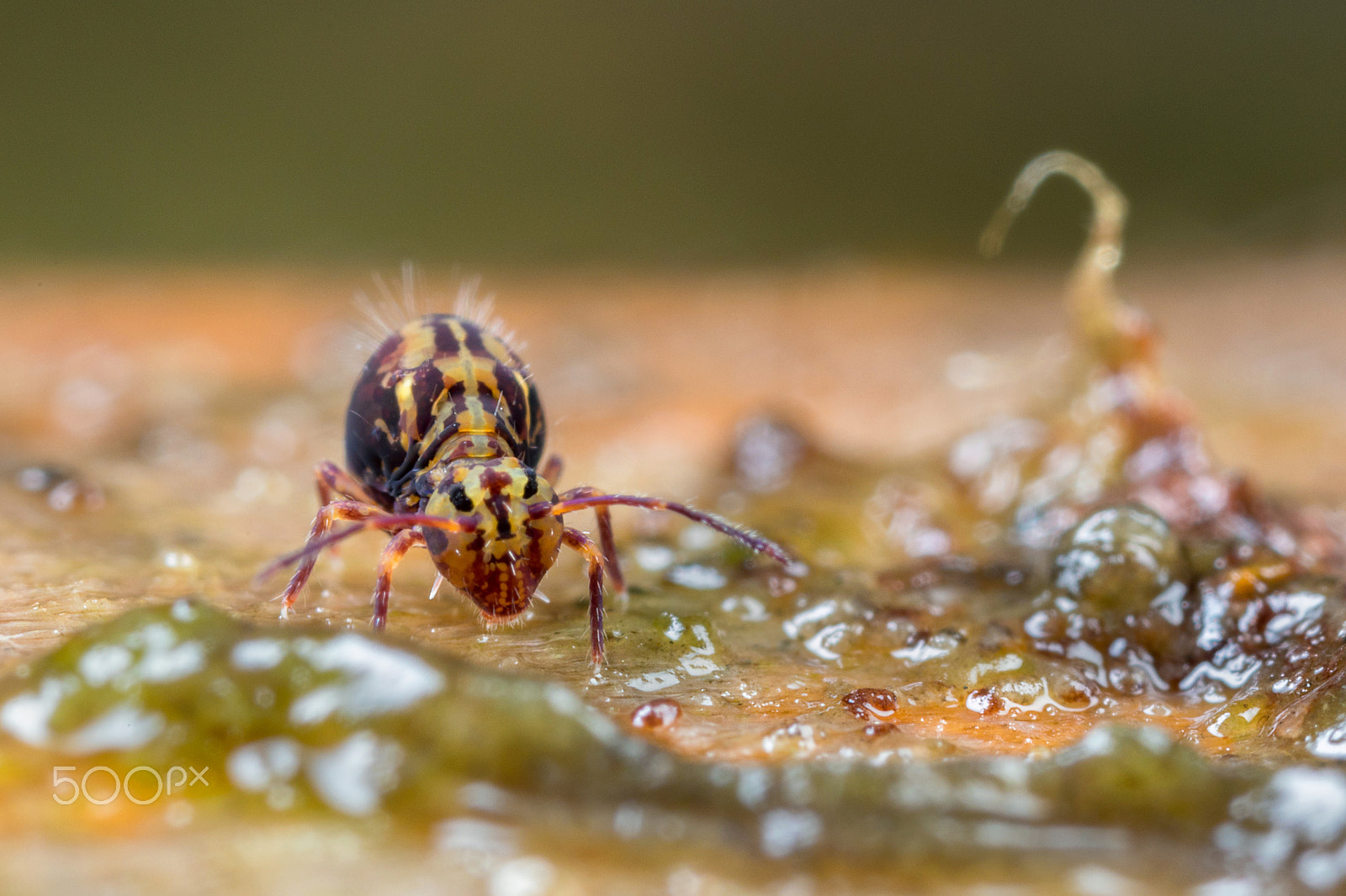 Canon MP-E 65mm F2.5 1-5x Macro Photo sample photo. Globby in the gloop photography