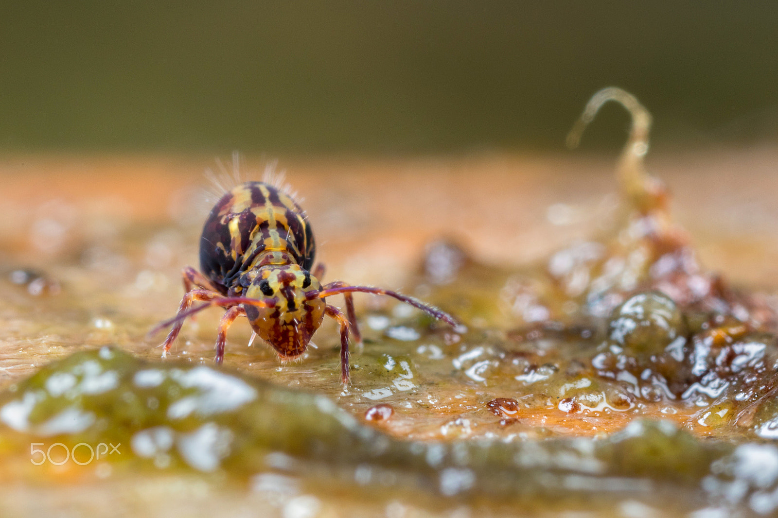 Canon EOS 5D Mark IV + Canon MP-E 65mm F2.5 1-5x Macro Photo sample photo. Globby in the gloop photography