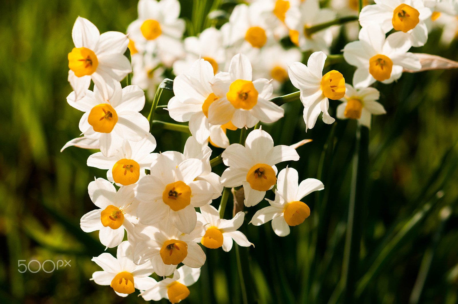 Nikon AF-S Micro-Nikkor 60mm F2.8G ED sample photo. Narcisus photography