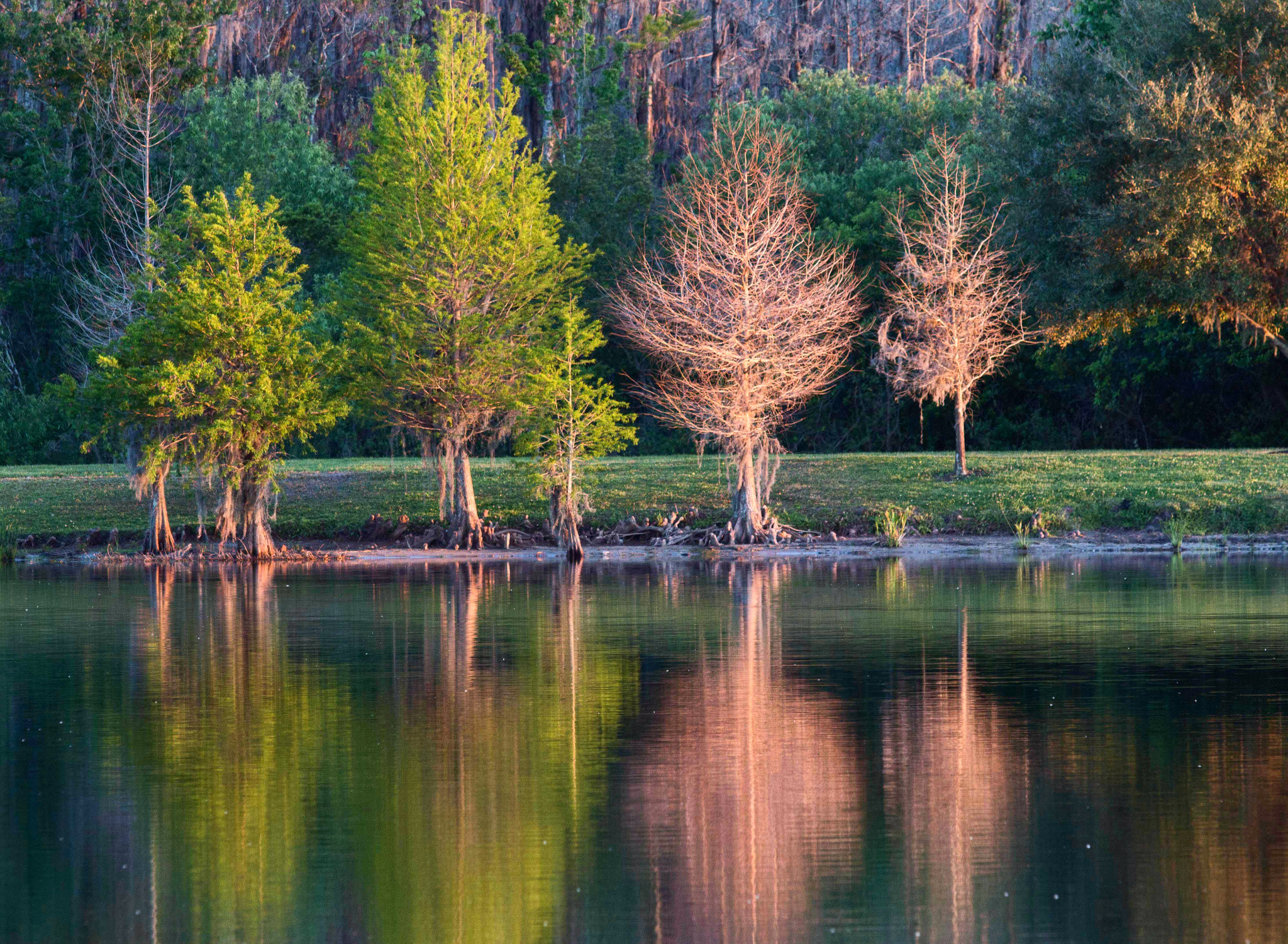 Canon EF 70-200mm F2.8L USM sample photo. Colored trees photography