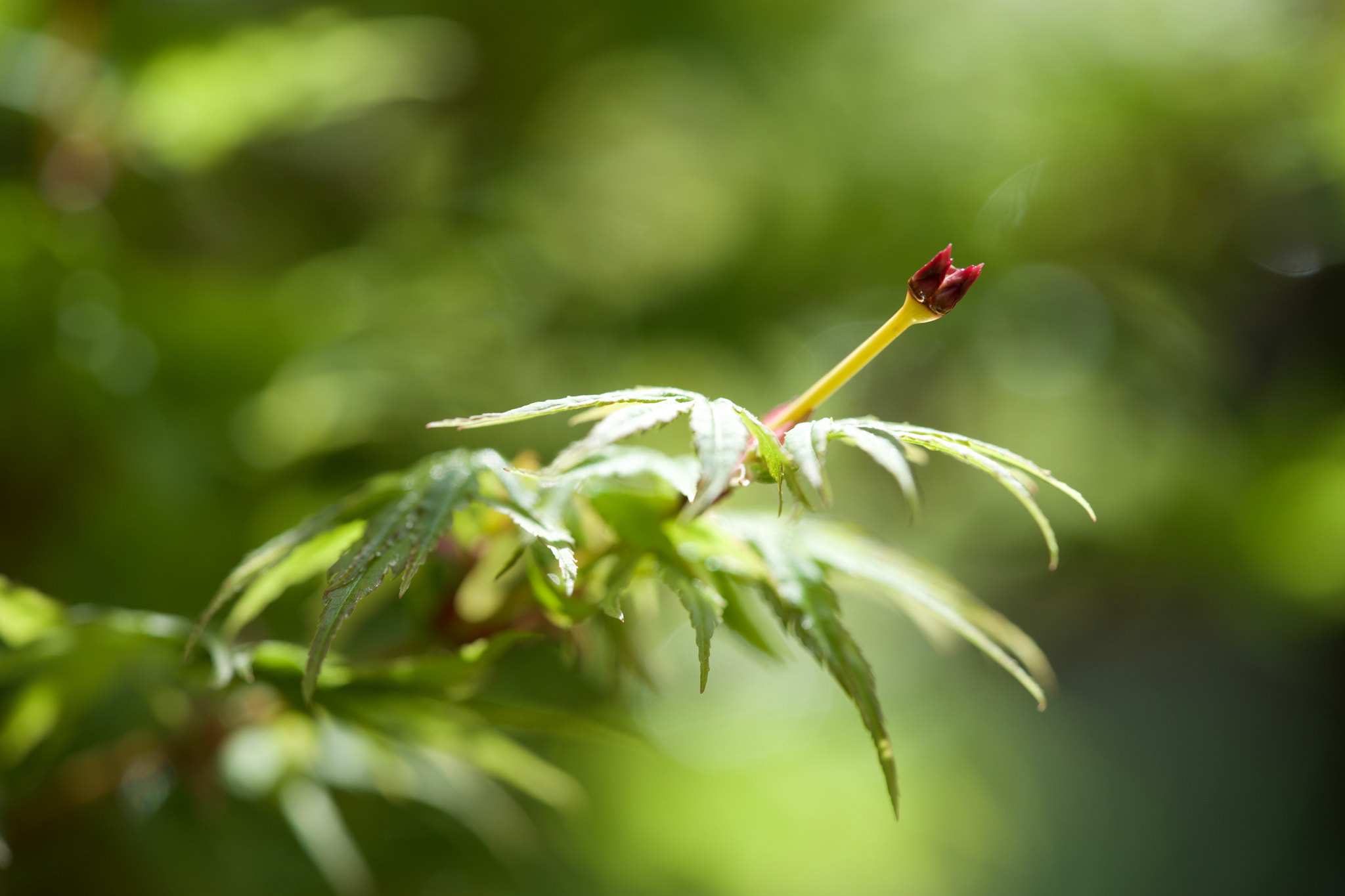 Sony a7 + Sony FE 90mm F2.8 Macro G OSS sample photo. Japanese maple photography