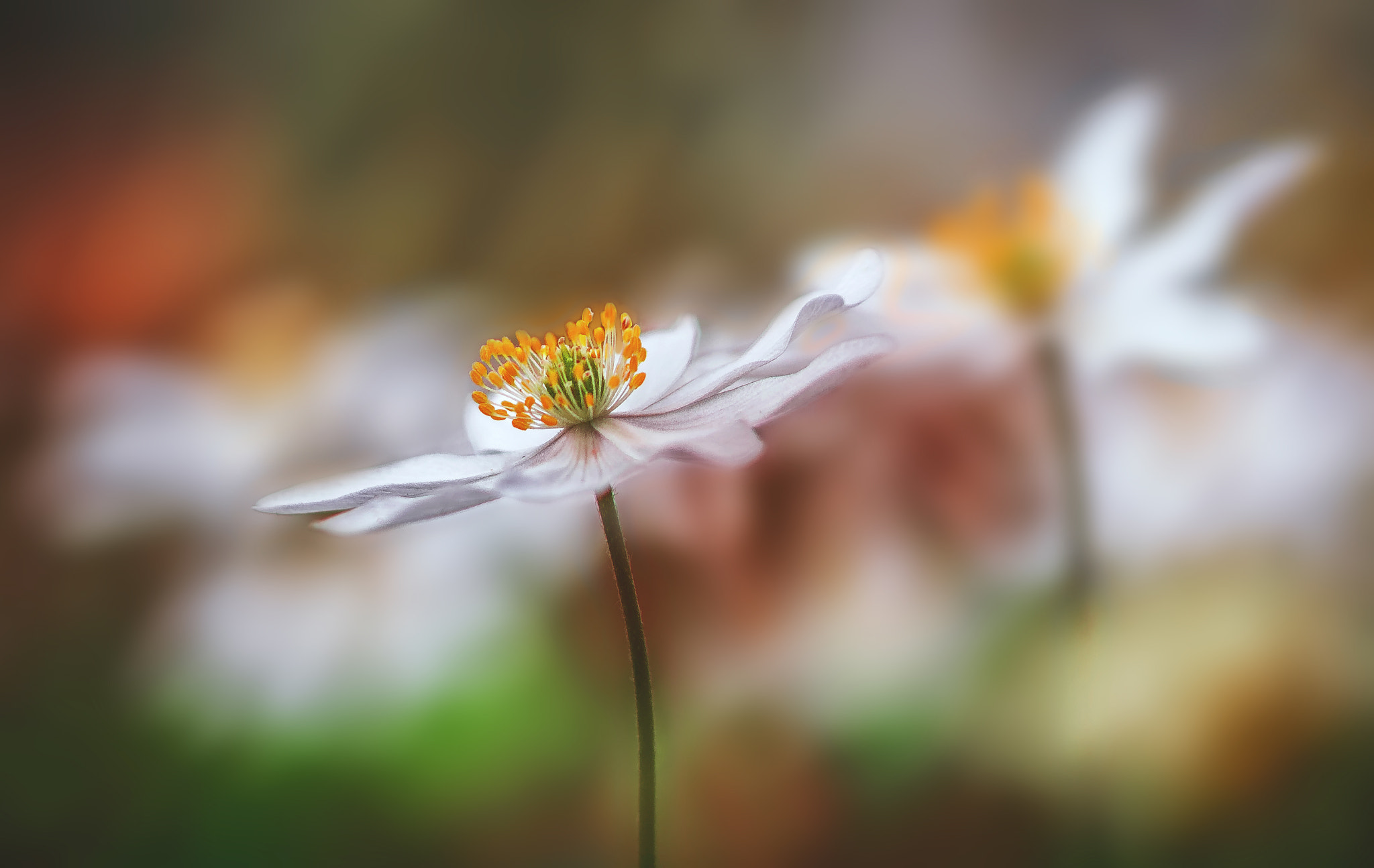 Sigma 105mm F2.8 EX DG OS HSM sample photo. Soon it's time again. photography