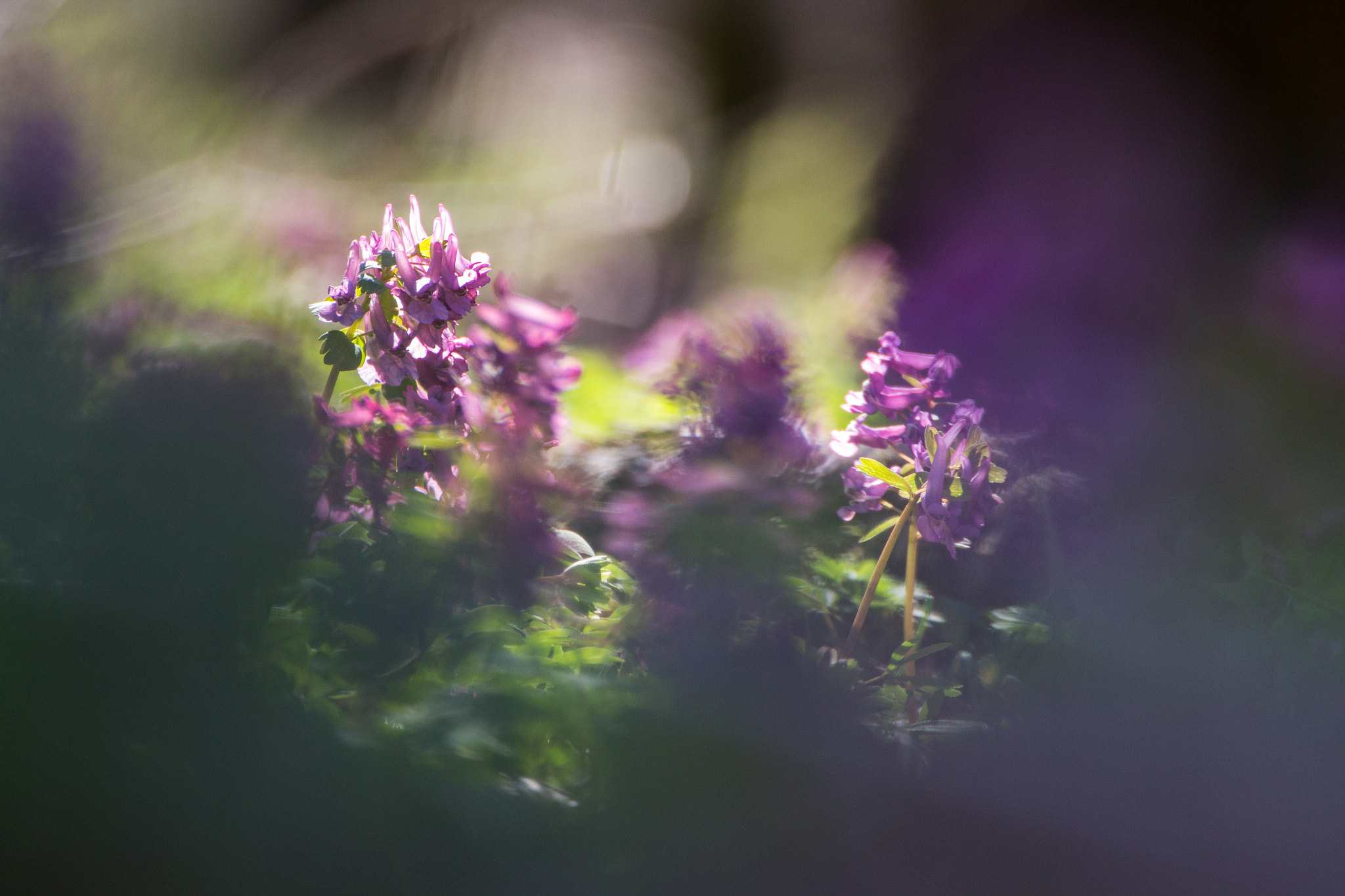 Canon EOS 60D sample photo. Spring pastel photography