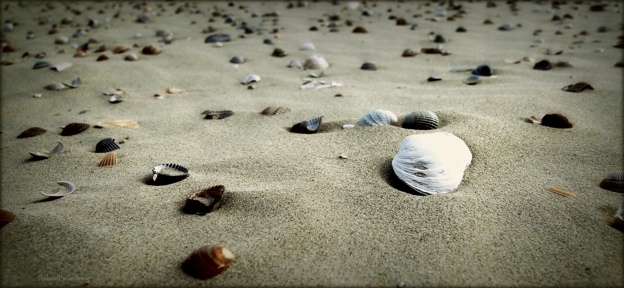 Nikon D50 sample photo. Sand shells photography