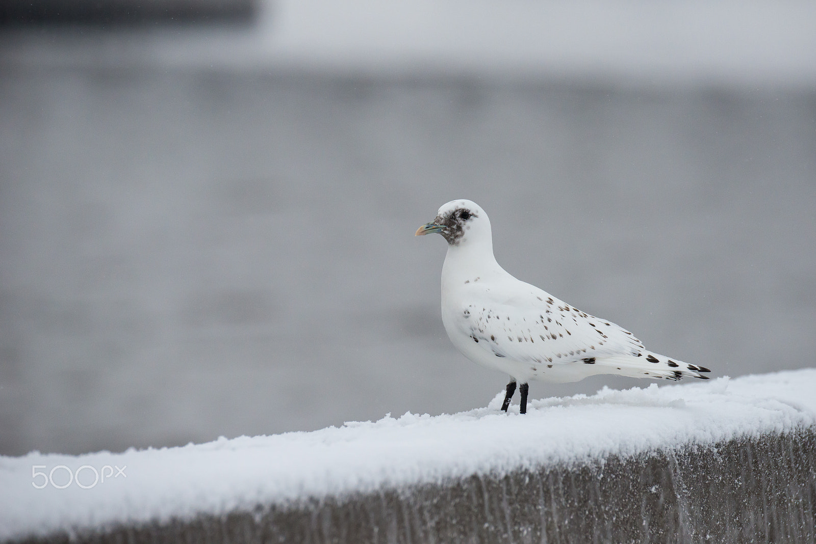 Nikon D800 sample photo. Ivory gull photography