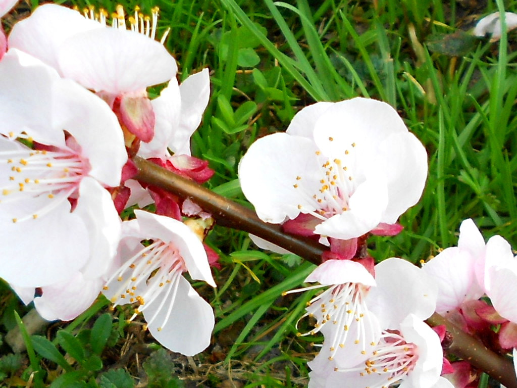 Nikon COOLPIX S2600 sample photo. Apricot flowers photography