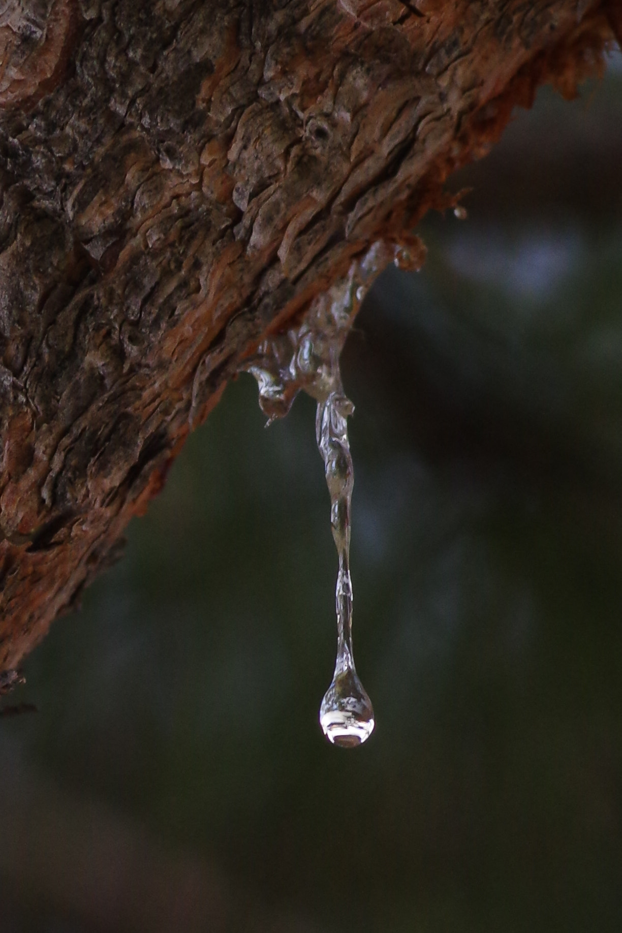 Pentax smc D-FA 100mm F2.8 Macro WR sample photo. Sap drop photography