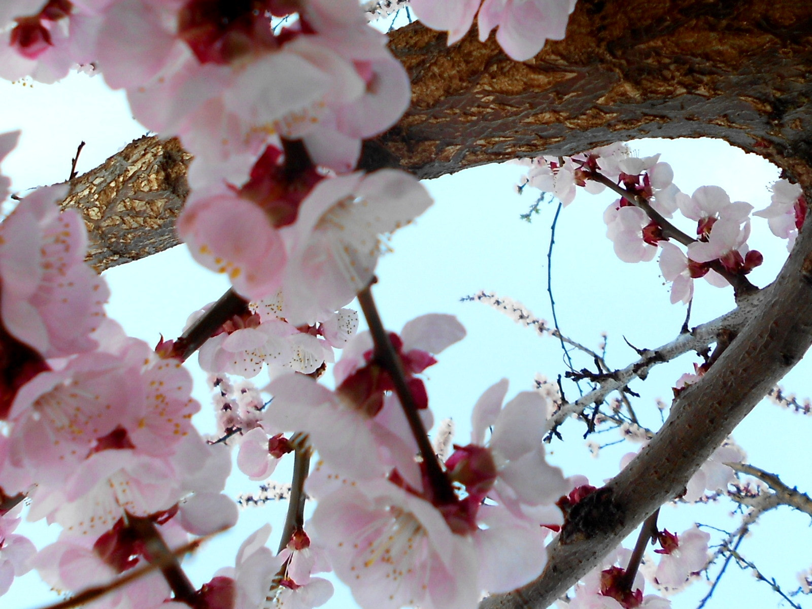 Nikon COOLPIX S2600 sample photo. Apricot flowers photography