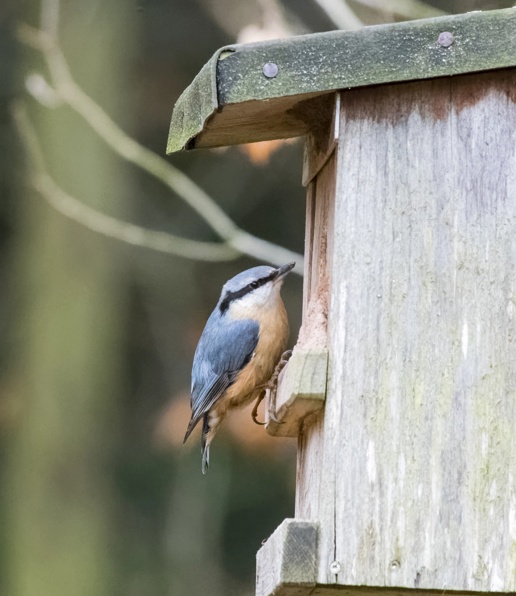 Sigma 50-500mm F4.5-6.3 DG OS HSM sample photo. Nuthatch - kleiber photography