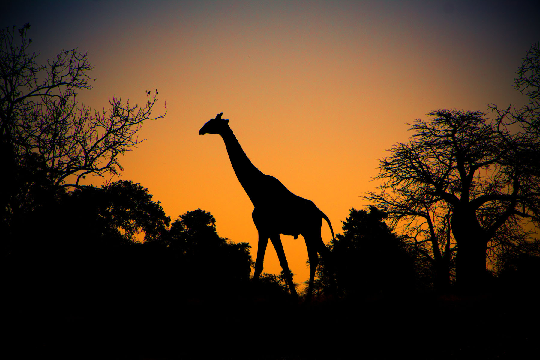 Canon EOS 50D + Canon EF-S 18-135mm F3.5-5.6 IS STM sample photo. African skyline photography