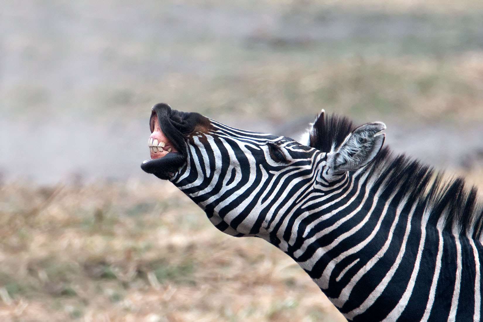 Tamron SP 150-600mm F5-6.3 Di VC USD sample photo. Zebra's smile photography