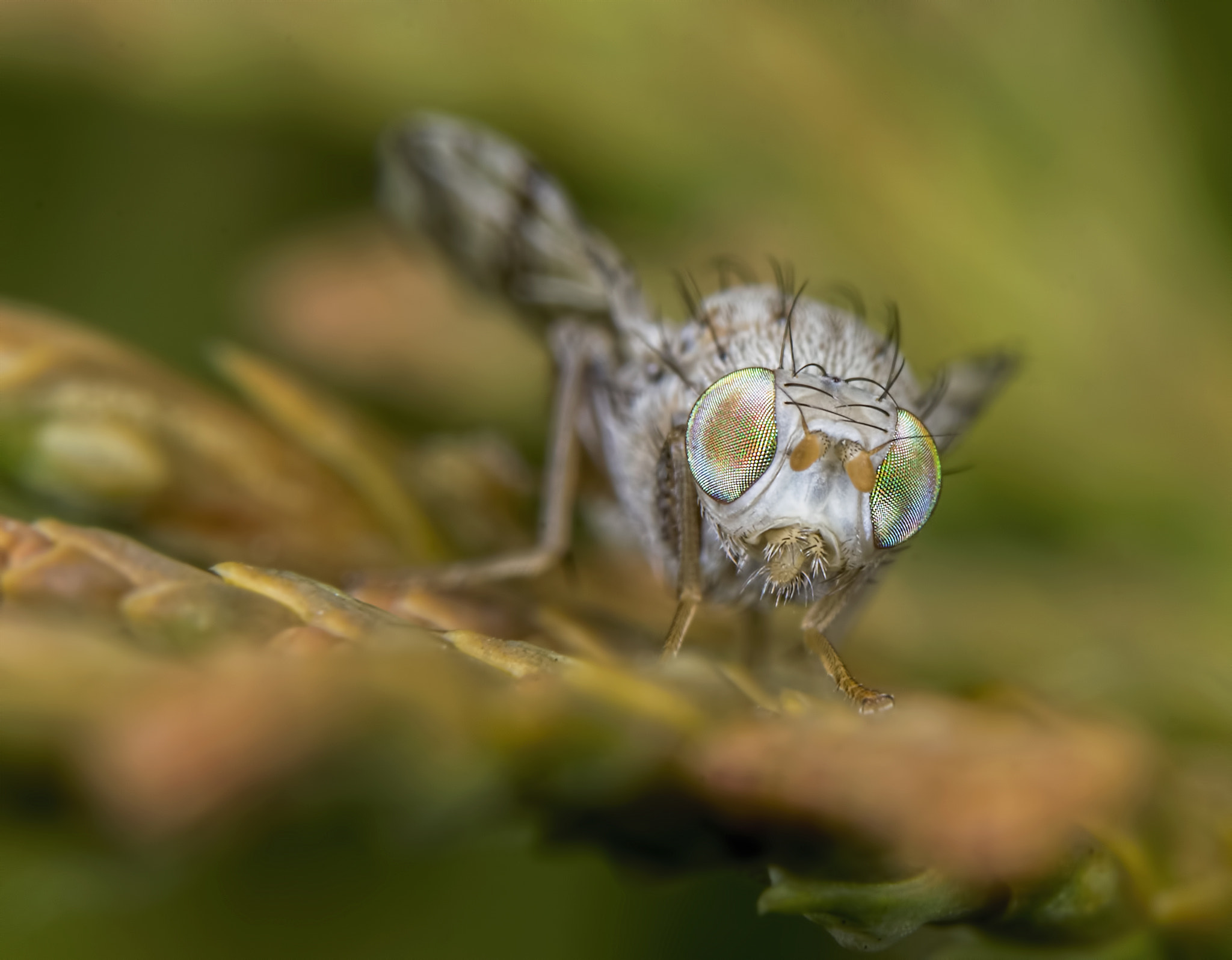 Nikon D500 sample photo. Fly sparkling eye photography