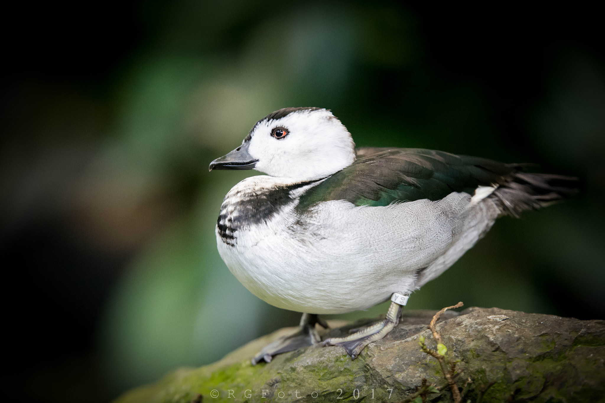 Tamron SP 70-200mm F2.8 Di VC USD sample photo. Bird photography
