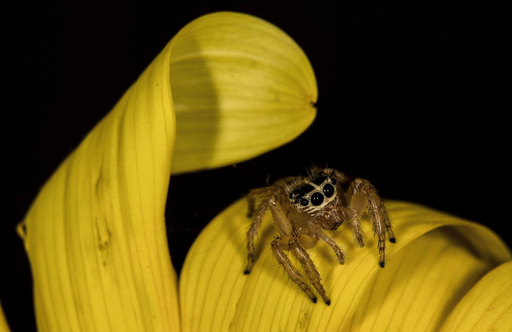 Sigma 105mm F2.8 EX DG OS HSM sample photo. Jumping spider photography