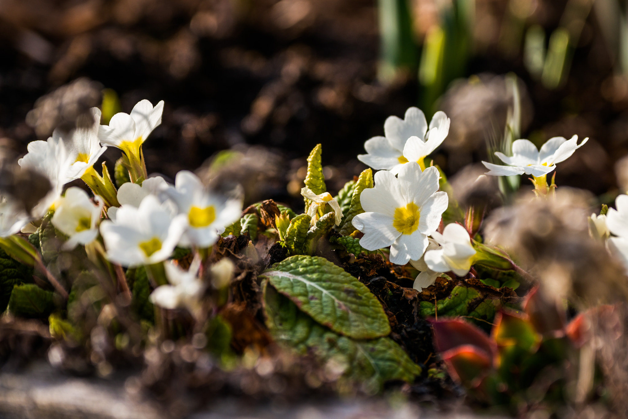 Nikon D800 sample photo. Primrose 15/52 photography