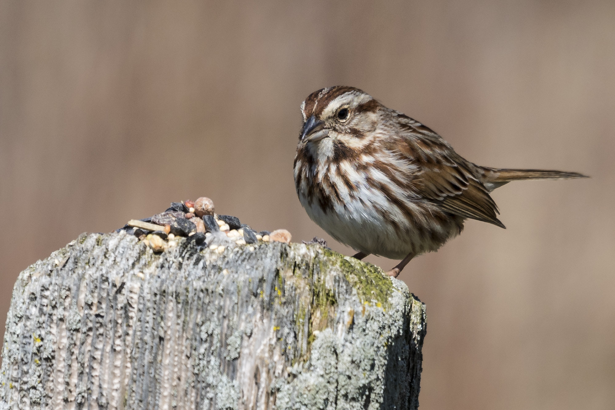 Nikon AF-S Nikkor 200-500mm F5.6E ED VR sample photo. Song sparrow on fencepost photography