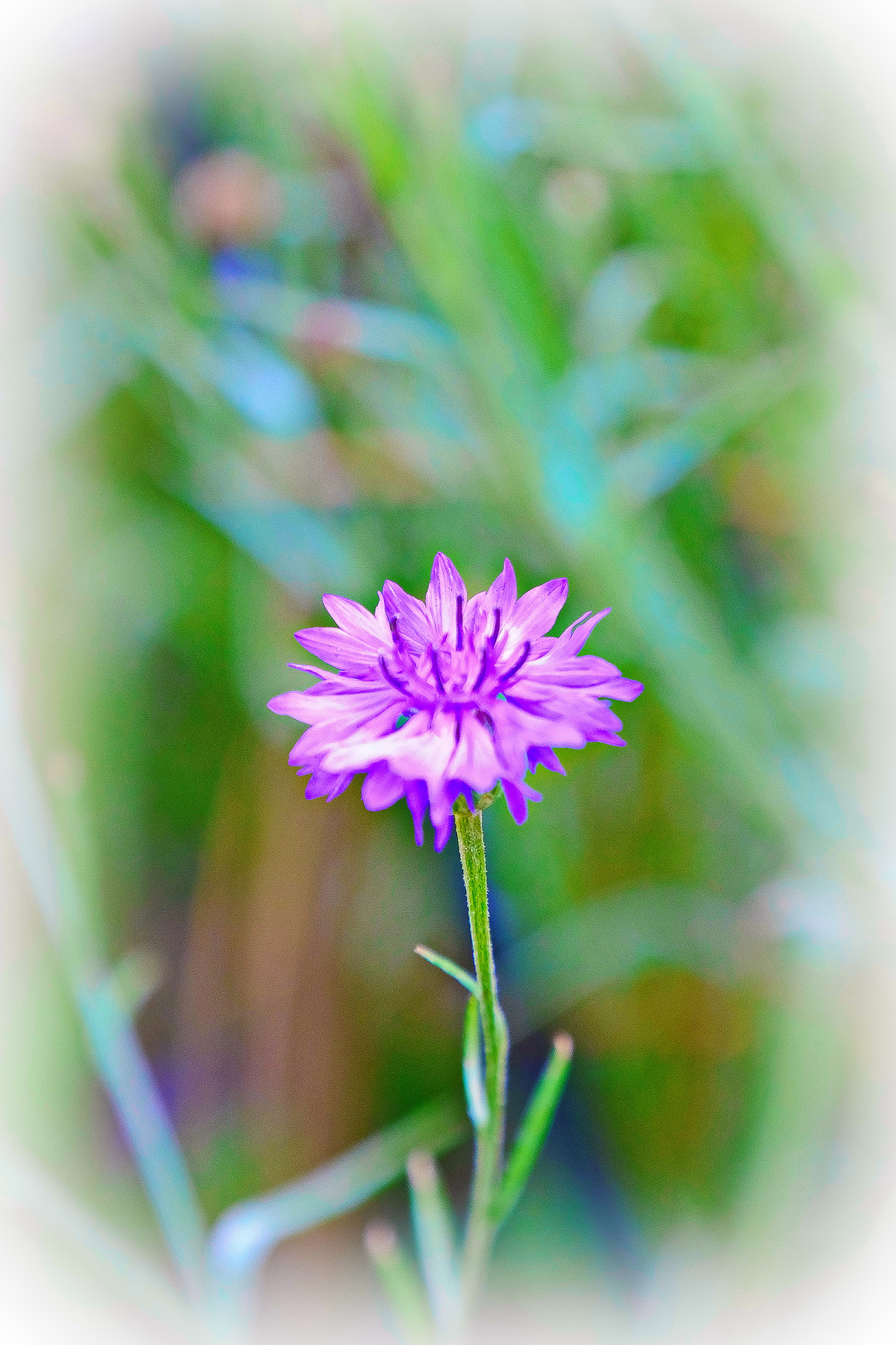 Fujifilm X-E2 + Fujifilm XF 18-135mm F3.5-5.6 R LM OIS WR sample photo. La fleur photography