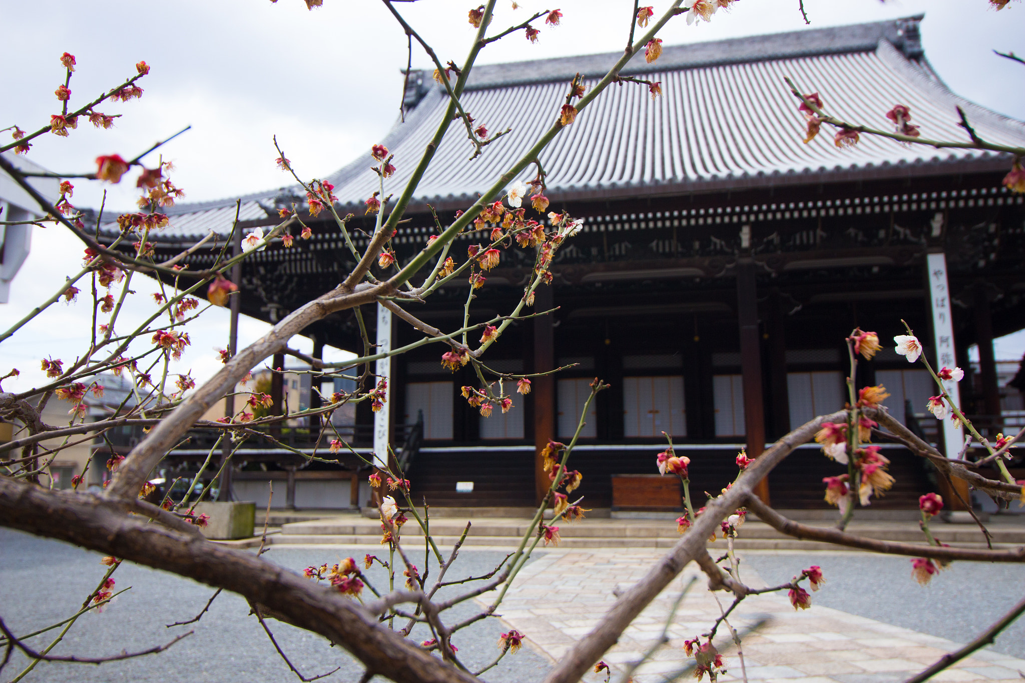 Canon EOS 700D (EOS Rebel T5i / EOS Kiss X7i) sample photo. In between the cherry blossom photography