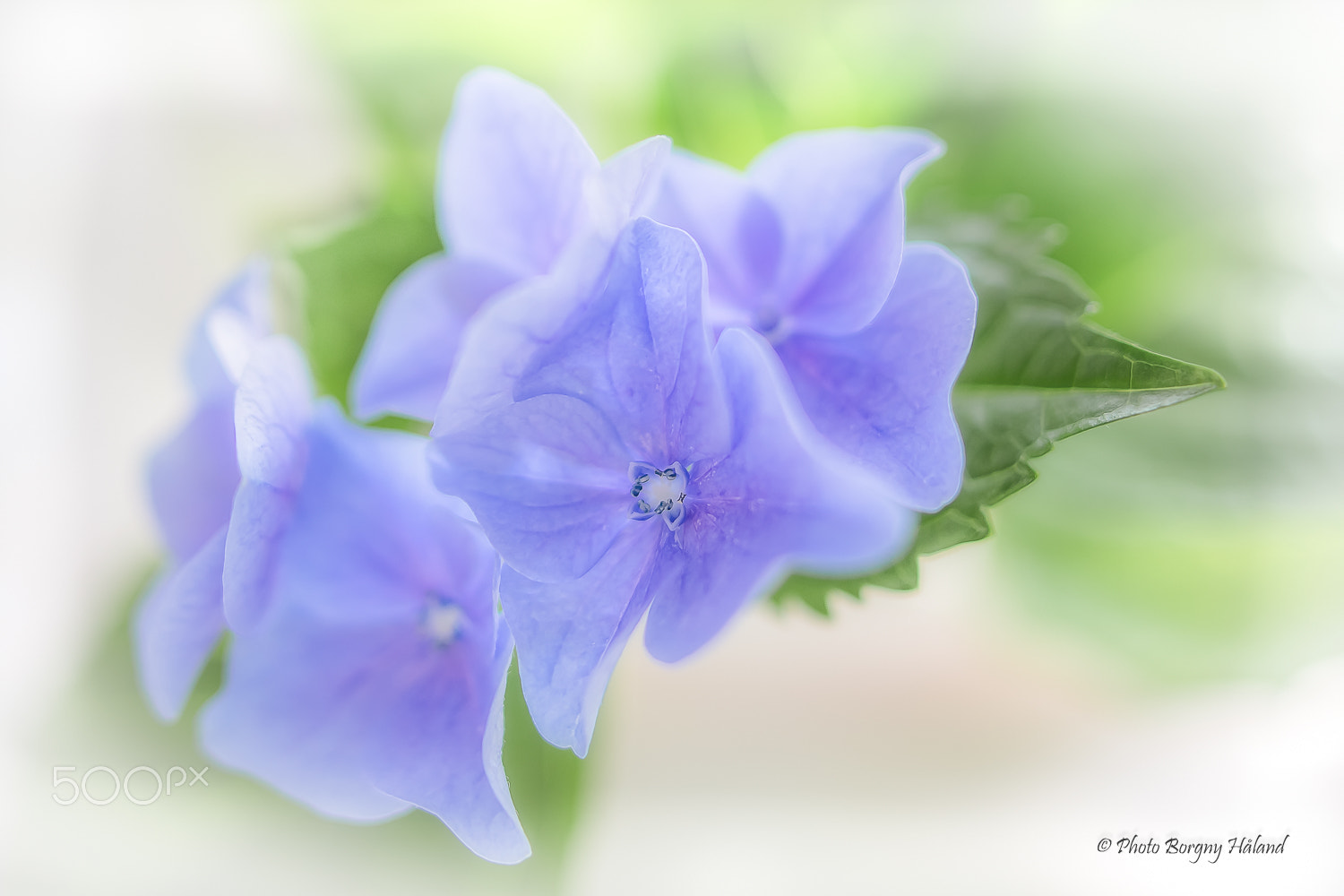 Sigma 24mm f/1.8 DG Macro EX sample photo. Hortensia ! photography