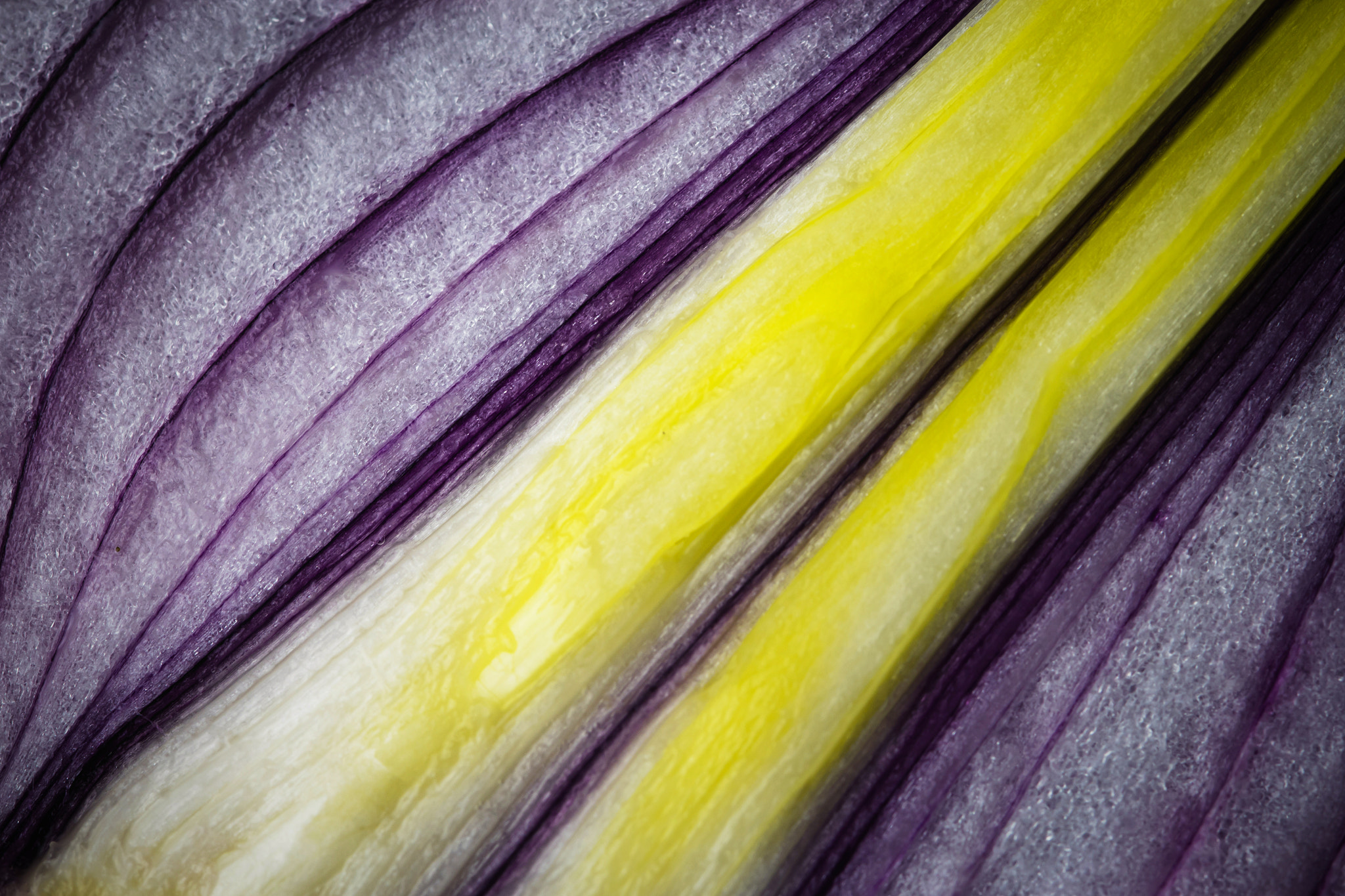 Nikon D5500 + Tamron SP 90mm F2.8 Di VC USD 1:1 Macro (F004) sample photo. Detail on sliced purple onions photography