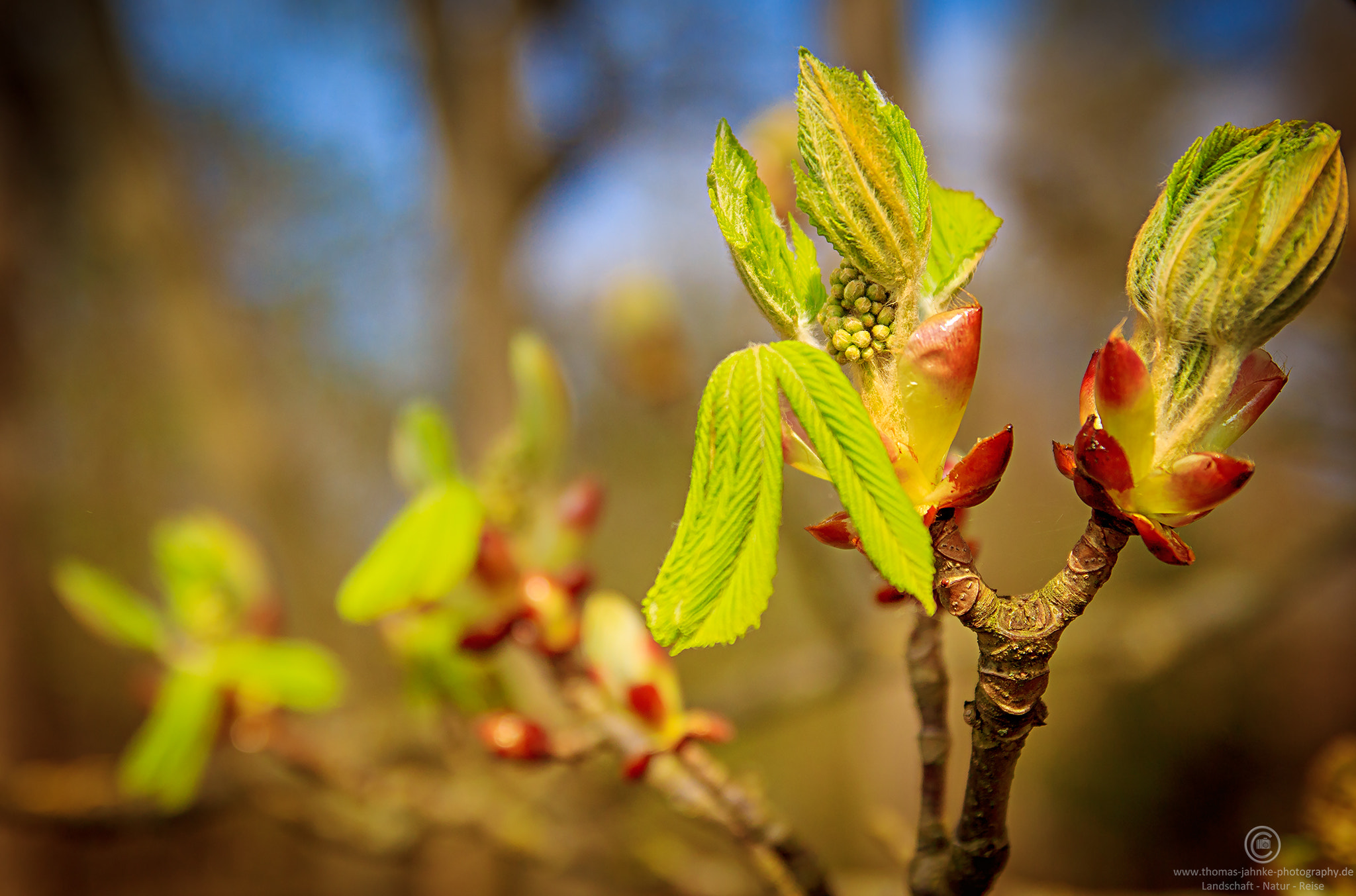 Tamron SP AF 17-50mm F2.8 XR Di II LD Aspherical (IF) sample photo. Spring awakening photography