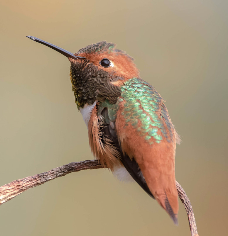 150-600mm F5-6.3 DG OS HSM | Contemporary 015 sample photo. Hummingbird photography