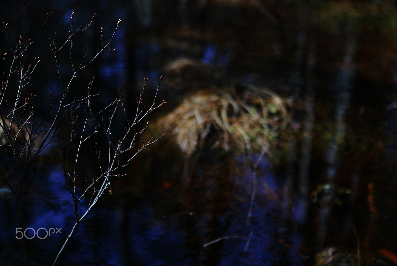 Canon EF 24-70mm F2.8L USM sample photo. The light so gently touches photography