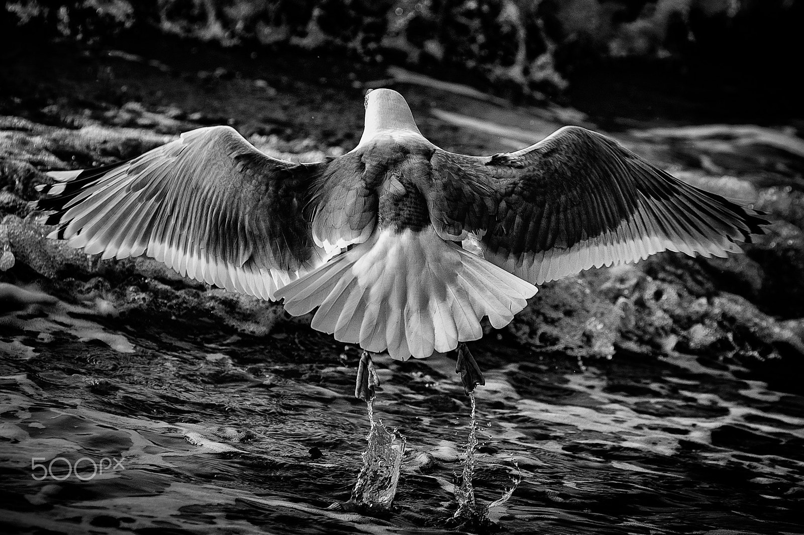 Nikon AF-Nikkor 80-200mm F2.8D ED sample photo. Wetdrive photography