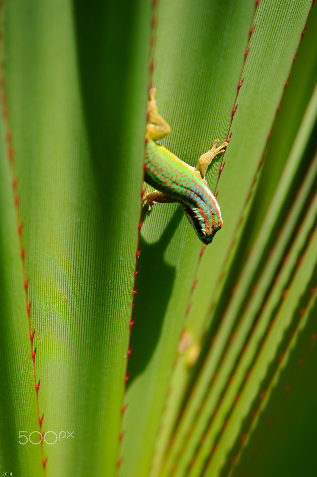 Nikon D3S + Nikon AF-S Micro-Nikkor 105mm F2.8G IF-ED VR sample photo. Gecko de manapany photography