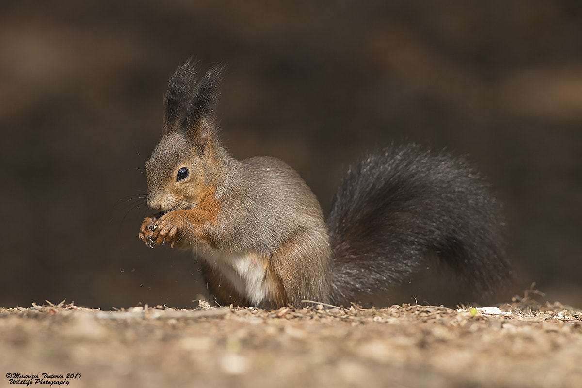 Nikon D5 + Nikon AF-S Nikkor 300mm F2.8G ED VR II sample photo. Scoiattolo comune sciurus vulgaris photography