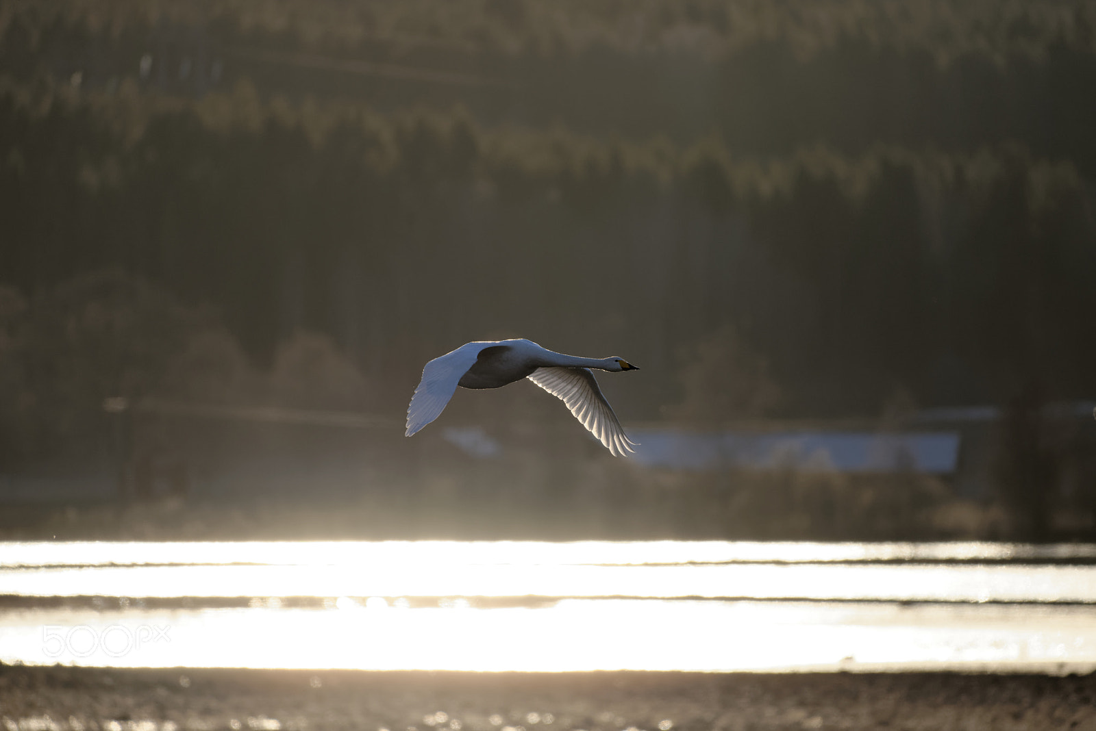 Nikon D610 sample photo. Singing swan light flight photography