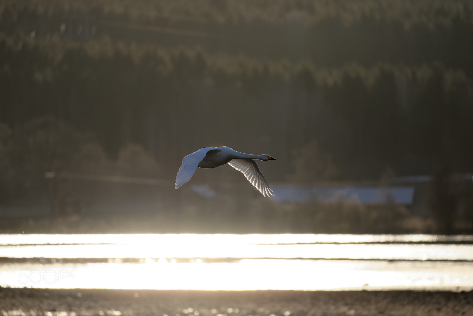 Nikon D610 + Sigma 150-600mm F5-6.3 DG OS HSM | C sample photo. Singing swan light flight photography