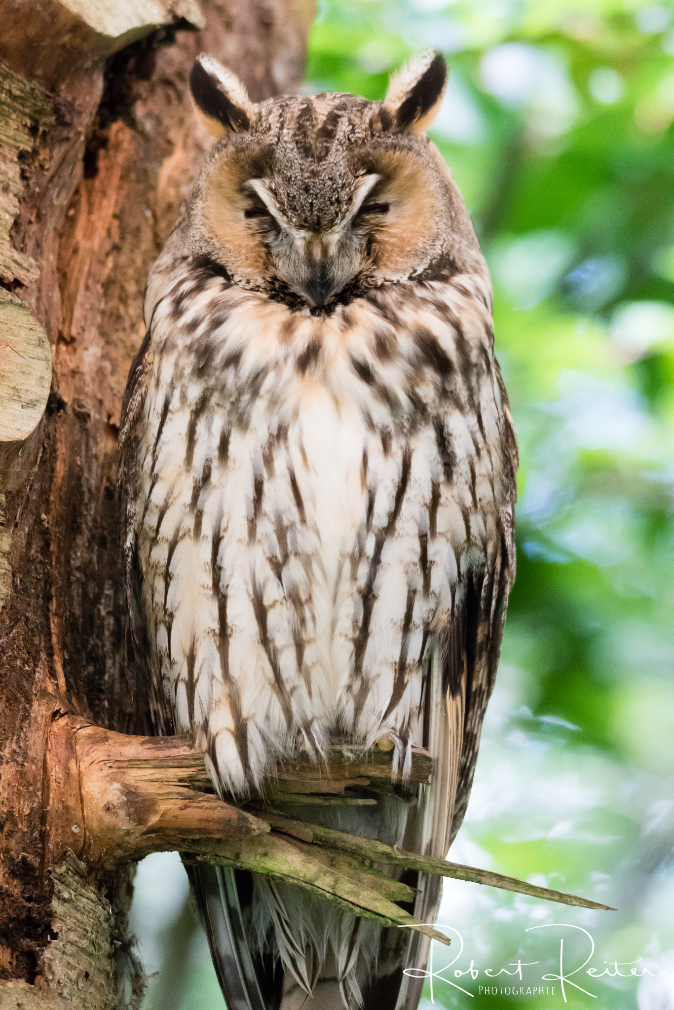 Canon EOS 7D Mark II sample photo. Long-eared owl photography