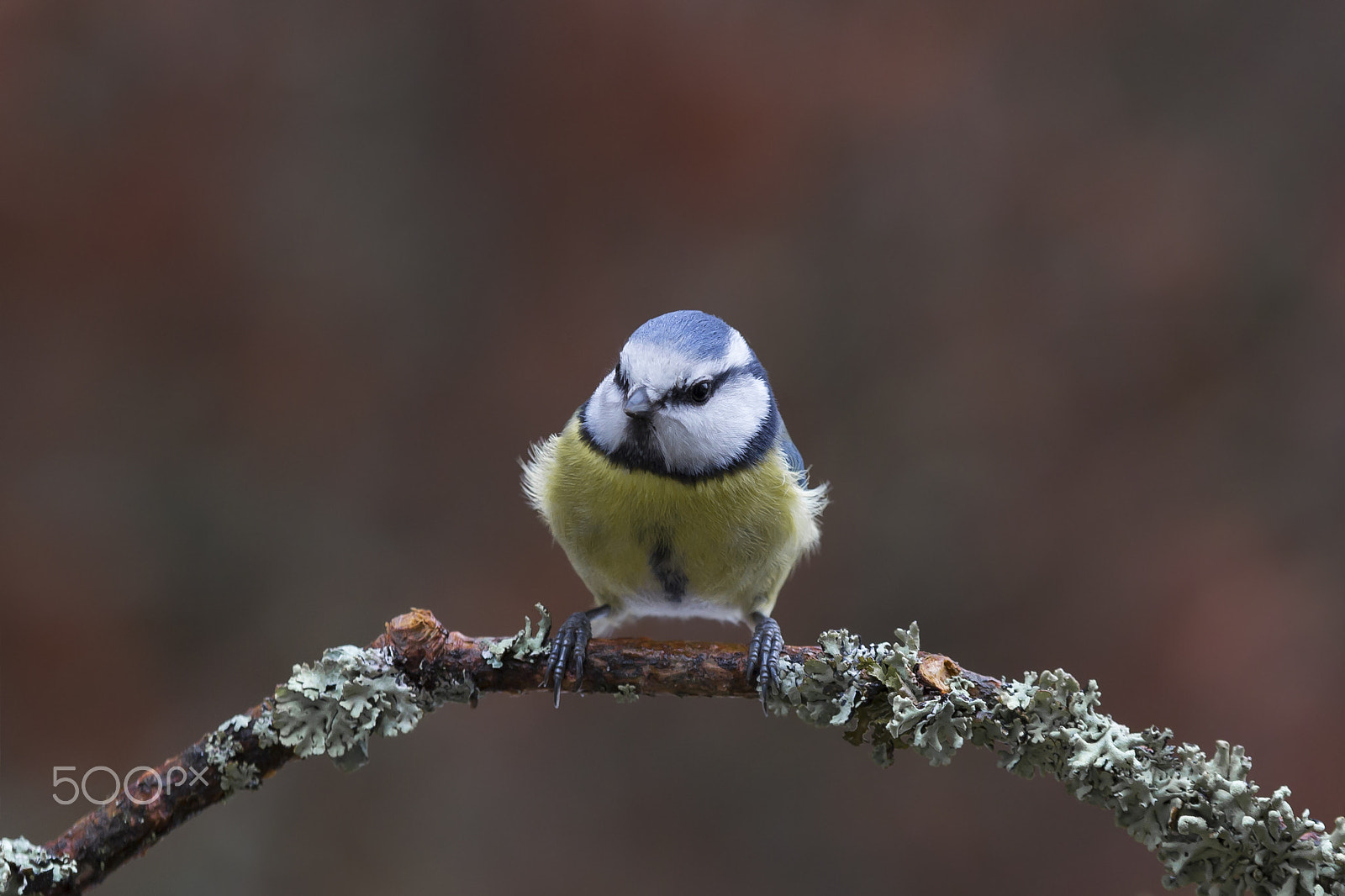 Sigma 70-200mm F2.8 EX DG OS HSM sample photo. Sinitiainen blue tit photography