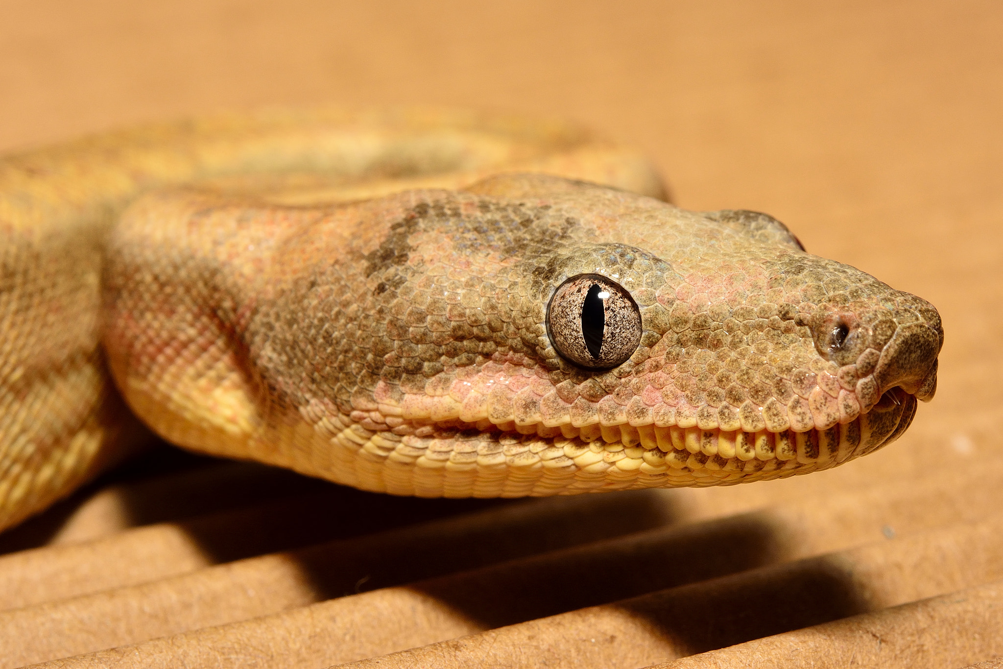 Nikon AF-S Micro-Nikkor 60mm F2.8G ED sample photo. Granite eye photography