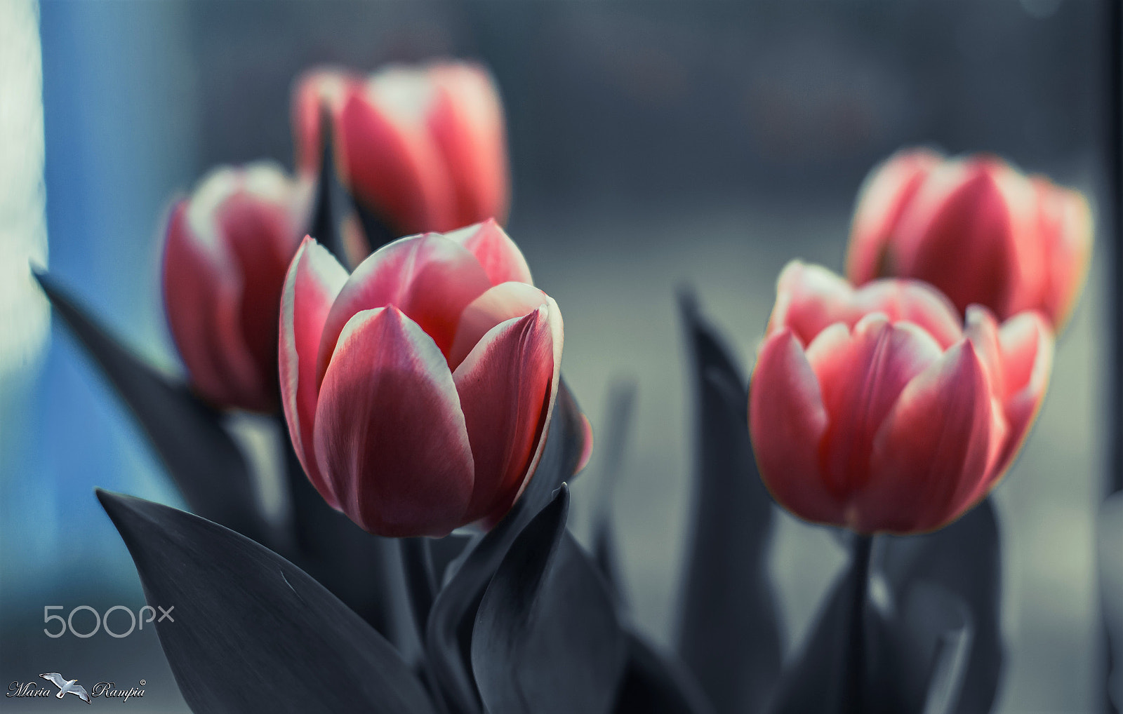 Canon EOS 70D sample photo. Tulips iii photography