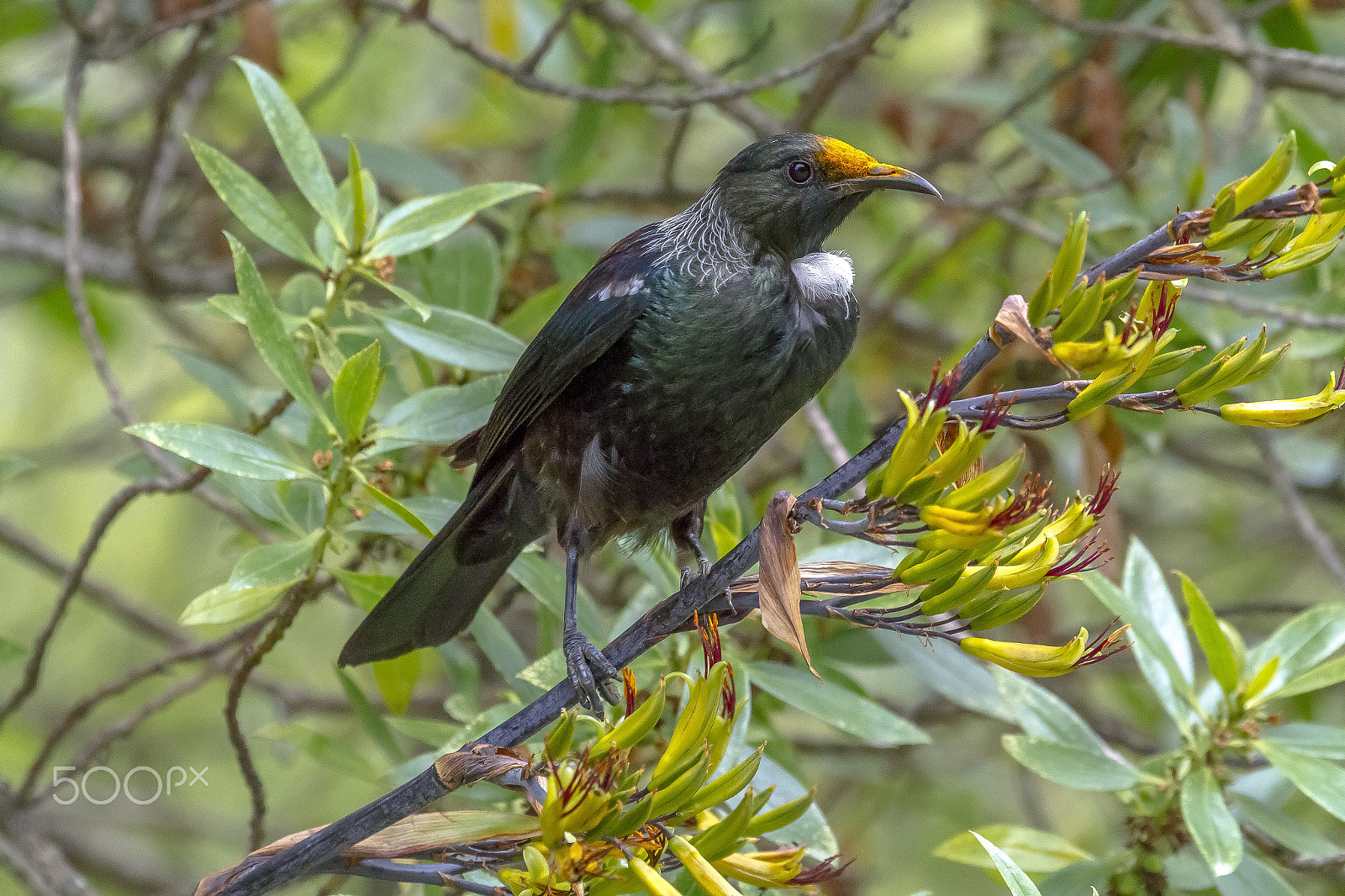 Canon EF 100-400mm F4.5-5.6L IS USM sample photo. Tui photography