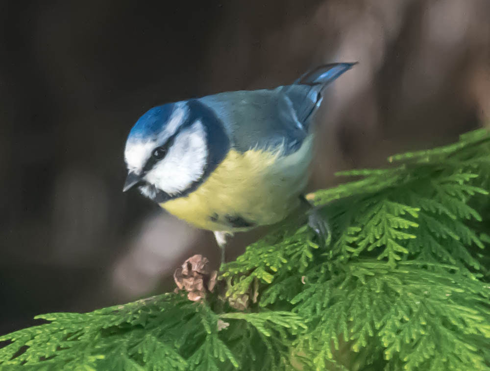 Nikon Nikkor AF-S 300mm F4E PF ED VR sample photo. Mésange bleue  photography