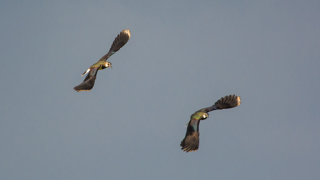 Nikon D7100 sample photo. Lapwings photography