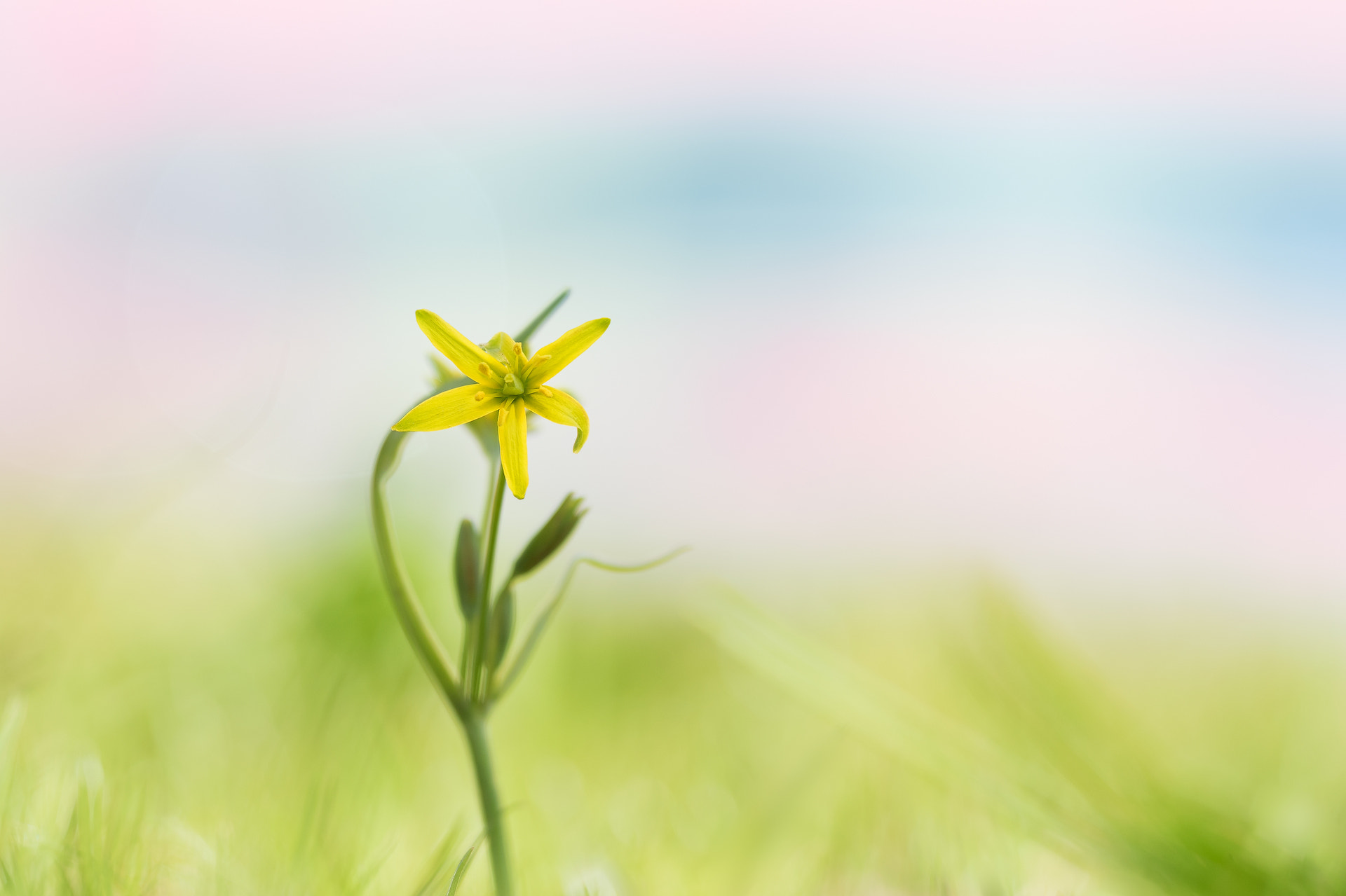 Sigma 150mm F2.8 EX DG OS Macro HSM sample photo. Gelbstern photography