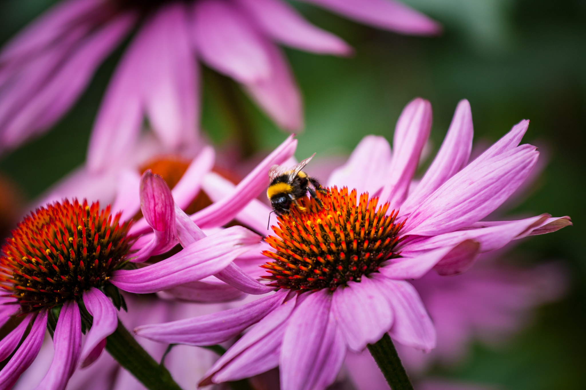 Canon EOS 40D sample photo. Flowers and bees photography