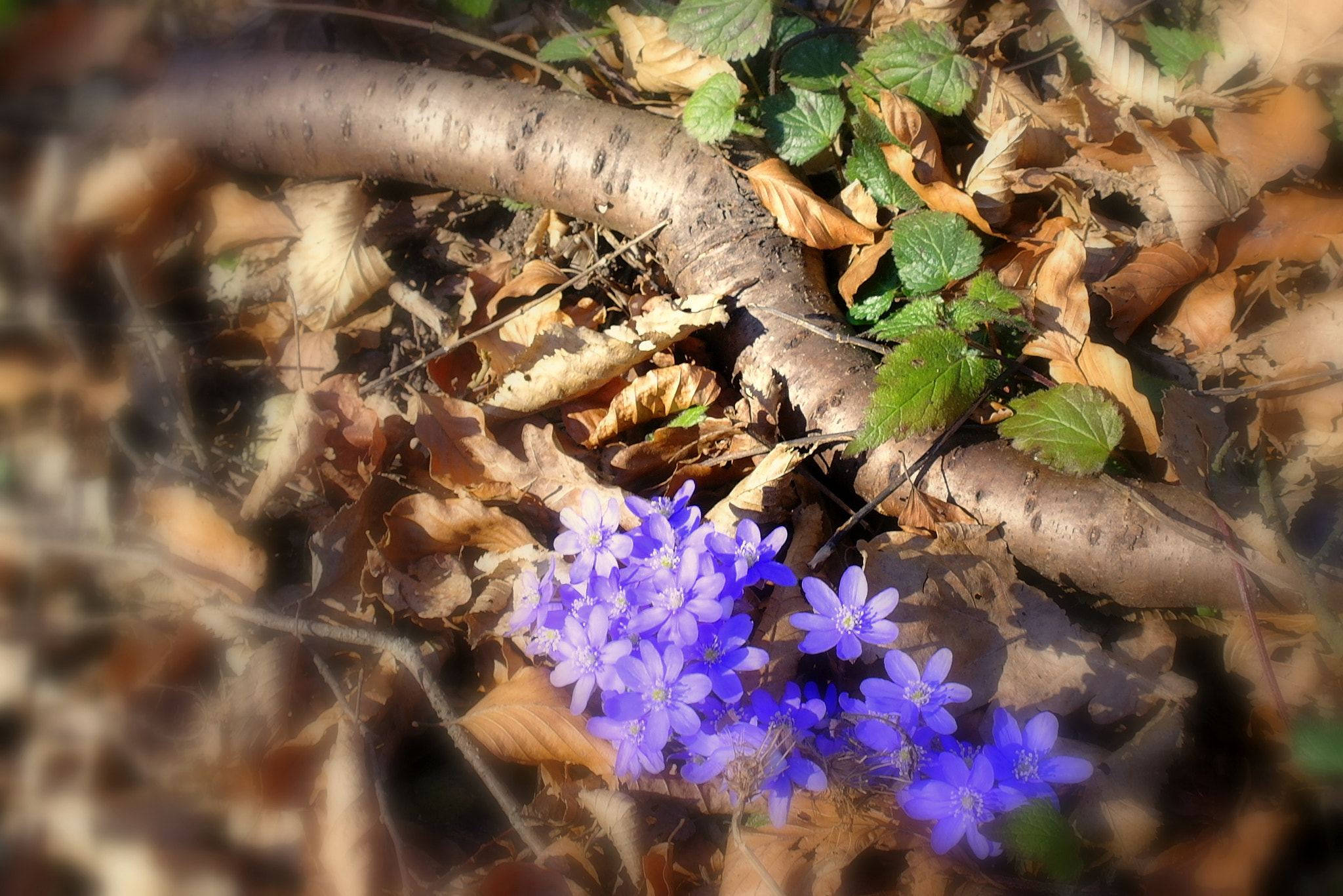 Samsung NX10 sample photo. "leberblÜmchen" photography