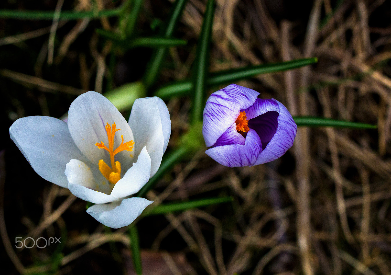 Canon EF 100mm F2.8L Macro IS USM sample photo. Krokusse photography