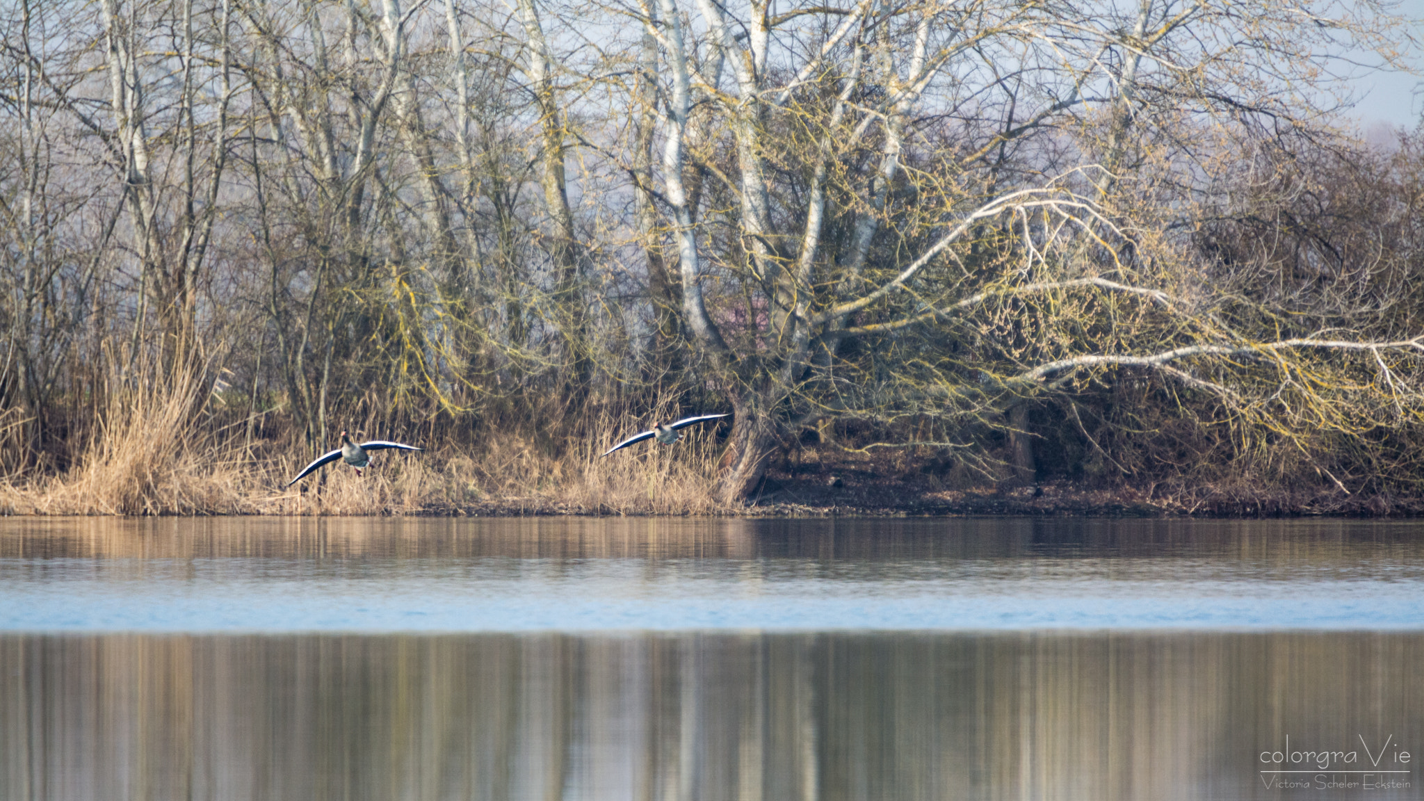 Sigma 70-200mm F2.8 EX DG OS HSM sample photo. Earthward descent photography